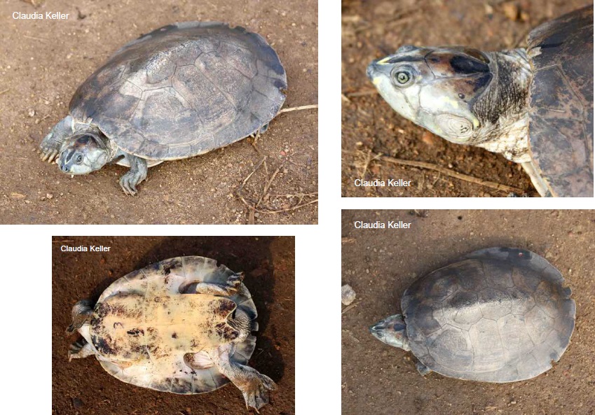 Podocnemis sextuberculata ppbio.inpa.gov.br/inicio